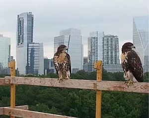 css safety hawks contest